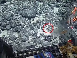 Temuan Gigi Raksasa Ungkap Sarang Megalodon