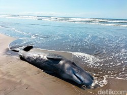 Paus Sperma Mati Terdampar di Pantai Yehembang Jembrana