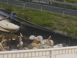 Viral Truk di Solo Angkut Banyak Anjing Diduga Hendak Dijagal