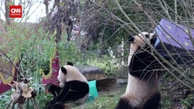 VIDEO: Momen Gemas Panda dan Orang Utan di Prancis Buka Kado Natal