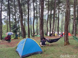 Libur Nataru, Hutan Pinus Darmacaang Hill Jadi Primadona Warga Ciamis