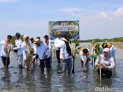 Tanam Ribuan Mangrove, Khofifah Ajak Warga Sumenep Sedekah Oksigen