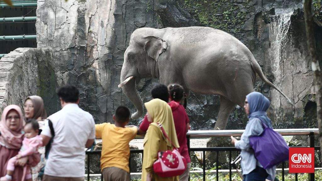 Taman Margasatwa Ragunan Dukung Larangan Atraksi Gajah Tunggang