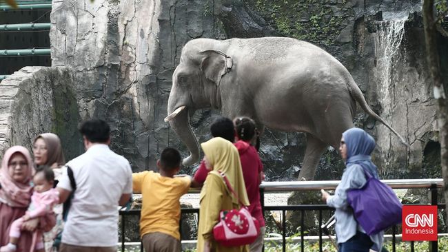 Taman Margasatwa Ragunan menyebut pihaknya sudah lebih dulu tidak mengadakan atraksi gajah tunggang, tepatnya sejak tahun 2015.