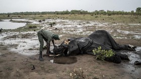 FOTO: Kisah Pilu Tumbangnya Puluhan Gajah Zimbabwe