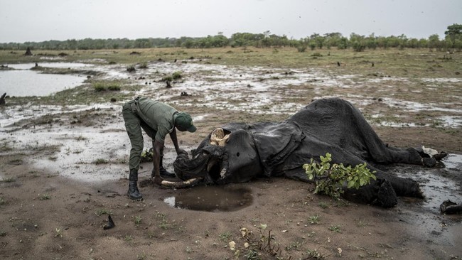 Zimbabwe akan memusnahkan 200 ekor gajah karena menghadapi kekeringan yang belum pernah terjadi sebelumnya yang telah menyebabkan kekurangan pangan.