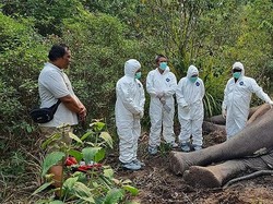 Petugas Temukan Cacing di Kotoran Gajah Penghuni TN Way Kambas yang Mati