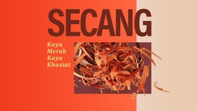 INFOGRAFIS: Secang, Kayu Merah Kaya Khasiat
