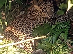 Kasihan, Macan Tutul Langka Kena Jebakan Babi di Sukabumi