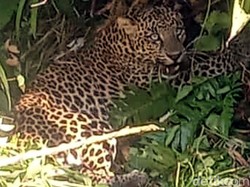 2 Macan Tertangkap Kamera di Gunung Gede Pangrango