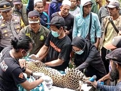 Kondisi Macan Tutul yang Terjerat Perangkap Babi di Sukabumi