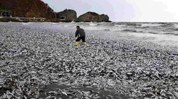 img-title Heboh Ribuan Ikan Mati di Pantai Hokkaido, Akibat Limbah Nuklir Fukushima?