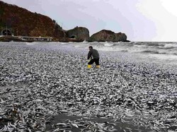 Heboh Ribuan Ikan Mati di Pantai Hokkaido, Akibat Limbah Nuklir Fukushima?