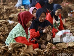 Kinerja Anjlok, Industri Tembakau Desak Cukai Tak Naik