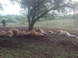 Viral! Belasan Sapi Mati Disambar Petir di Bima