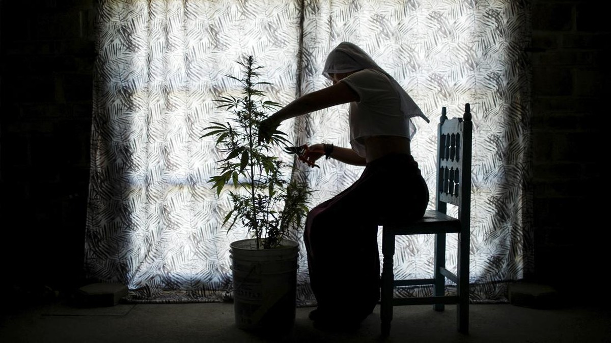 FOTO: Misi 'Biarawati' Meksiko Sebarkan Manfaat Ganja Medis