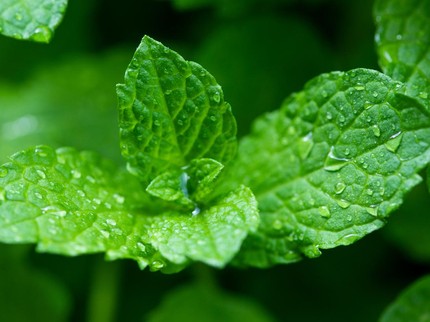 7 Jenis Tanaman Mint yang Cocok untuk Pekarangan Rumah