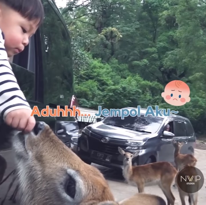 <p>Issa juga terlihat tak takut untuk berinteraksi dengan hewan-hewan di sana. Bahkan, ia berani mengeluarkan tangan sampai jempolnya sempat termakan rusa.(Foto: YouTube Nikita Willy Official)<br /><br /><br /></p>