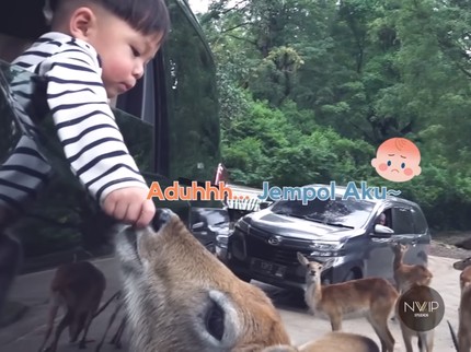 5 Potret Issa Anak Nikita Willy di Taman Safari, Jempolnya Sempat Termakan Rusa