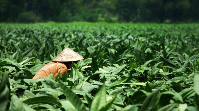 Petani Tembakau di Jawa Barat Kompak Tolak Sederet Aturan Menekan Ini