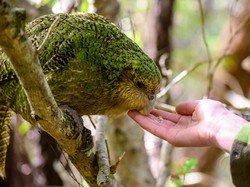 Burung Beo Ini Tidak Bisa Terbang tapi Jago Panjat, Kini Terancam Punah