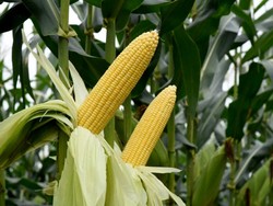 Umur Jagung Manis Siap Panen Berapa Bulan? Ini Cara Budidaya agar Cepat Berbuah
