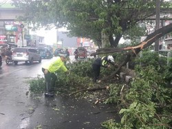 Pohon Tumbang di Jalan Margonda Depok, Lalin ke Simpang Juanda Macet