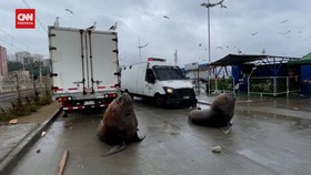 VIDEO: Momen Singa Laut Turun ke Jalan Di Tengah Demo Nelayan Chile