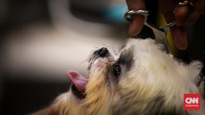Polisi Amankan Truk Pengangkut 226 Anjing Terikat di Semarang Kepala Polrestabes Semarang Kombes Irwan Anwar menjelaskan penindakan tersebut berawal dari laporan aktivis perlindungan satwa Animal Hope Shelter Indonesia.