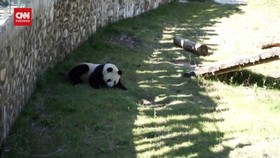 VIDEO: Kembalinya 17 Panda ke China