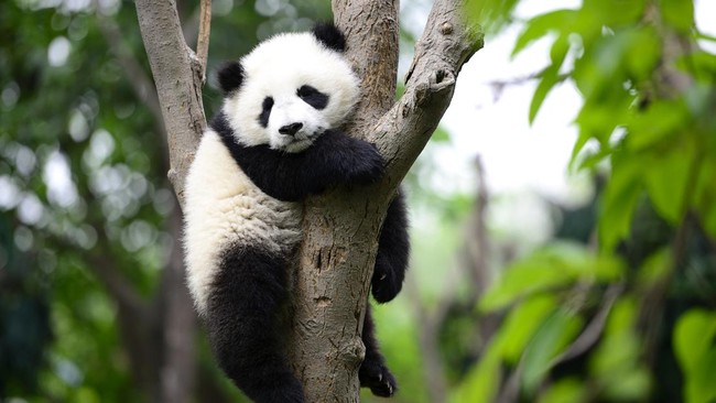 Video yang beredar di media sosial China menunjukkan kedua 'anjing panda' tersebut dalam sebuah pameran di Kebun Binatang Taizhou di Provinsi Jiangsu.