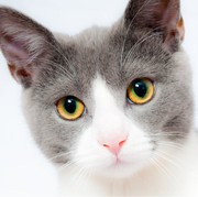 5 Ras Kucing yang Paling Langka di Dunia