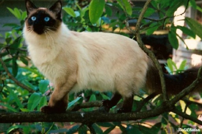 5 Ras Kucing yang Paling Langka di Dunia