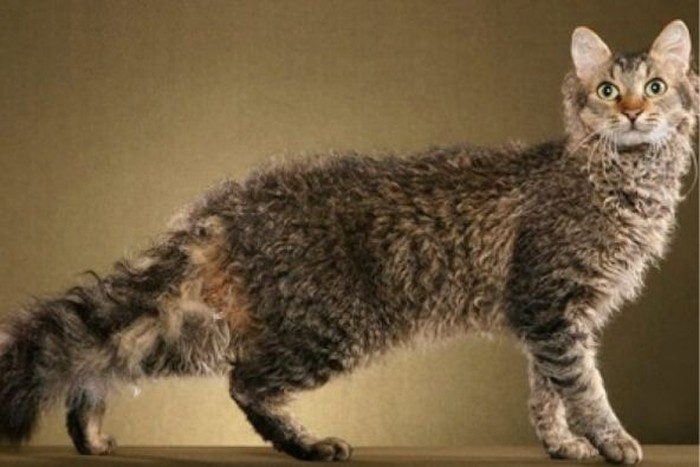 5 Ras Kucing yang Paling Langka di Dunia