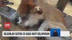 VIDEO: Sejumlah Satwa di Gaza Mati Kelaparan