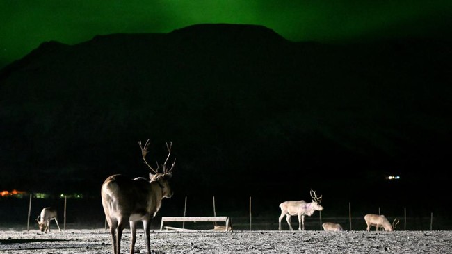 FOTO: Rusa-Rusa Kutub yang Bermandikan Cahaya Utara di Norwegia