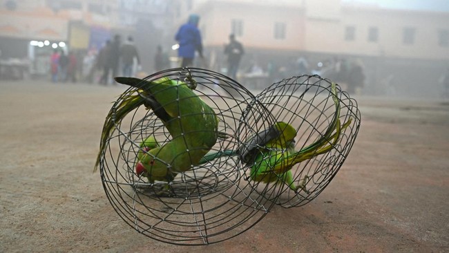 FOTO: Tunawisma Berjibaku Melawan 'Udara Beku' Musim Dingin India