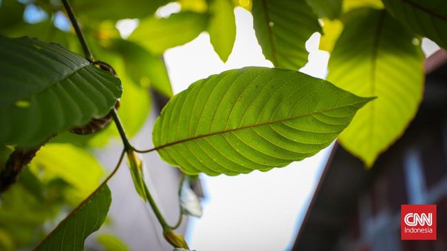Diskusi soal kratom masih menuai pro dan kontra. Namun tidak bisa dimungkiri bahwa manfaat kratom memang beragam terutama untuk kesehatan.