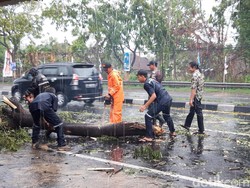 Sejumlah Pohon Tumbang di Boyolali Imbas Hujan Disertai Angin Kencang