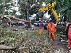 Jalan Slamet Riyadi Solo Diterjang Angin, Pohon Tumbang-Listrik Padam