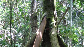 Pakar Bongkar Misteri Pohon Berjalan di Amerika Latin, I Am Groot!
