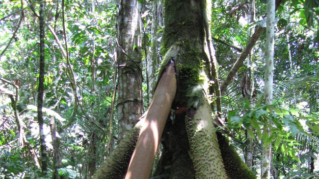 Rumor soal pohon yang bisa berjalan di hutan kawasan Amerika Tengah dan Amerika Selatan tersebar. Simak faktanya menurut para ahli.