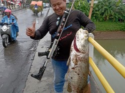 Viral Pemancing Tangkap Kakap Jumbo 12,5 Kg di Bawah Jembatan Tayu Pati