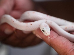 Jangan Asal Lepas Ular Peliharaan ke Alam, Pakar Reptilia IPB Saran Begini