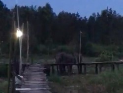 Gajah di OKI Masuk Permukiman dan Rusak Jembatan Resahkan Warga