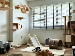 Tips Memelihara Kucing di Rumah yang Sempit