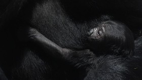 FOTO: Gorila yang 'Sangat Terancam Punah' Melahirkan di Praha Zoo