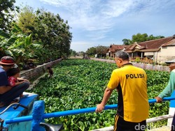 Lautan Eceng Gondok Penuhi Sungai Bawah Jembatan Gendol Ponorogo
