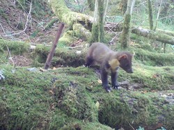 Kamera Jebakan Rekam Marten Pinus Langka