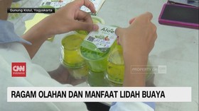 VIDEO: Ragam Olahan Dan Manfaat Lidah Buaya